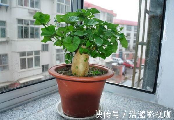 浇水|盆栽花草不能养成这3坏习惯！不然植物长不旺，花卉迟迟不开花