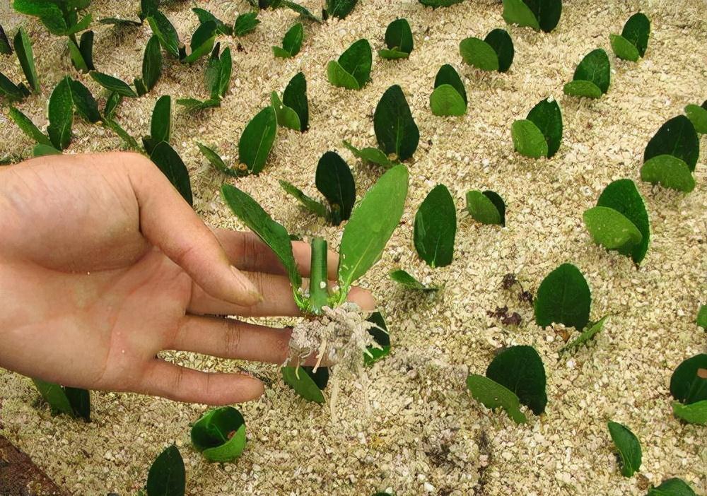 牛人自制2种生根液,2元让根系疯长1年,花卉一天一个样