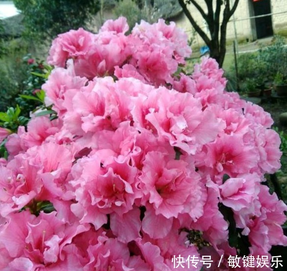 大叔一盆杜鹃养6年,花开爆盆太美丽,大家都问他给花喂了啥