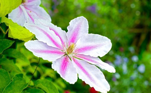 小事|养花种草乐趣多,不要着眼于花卉的状态,做好几件小事就非常有趣