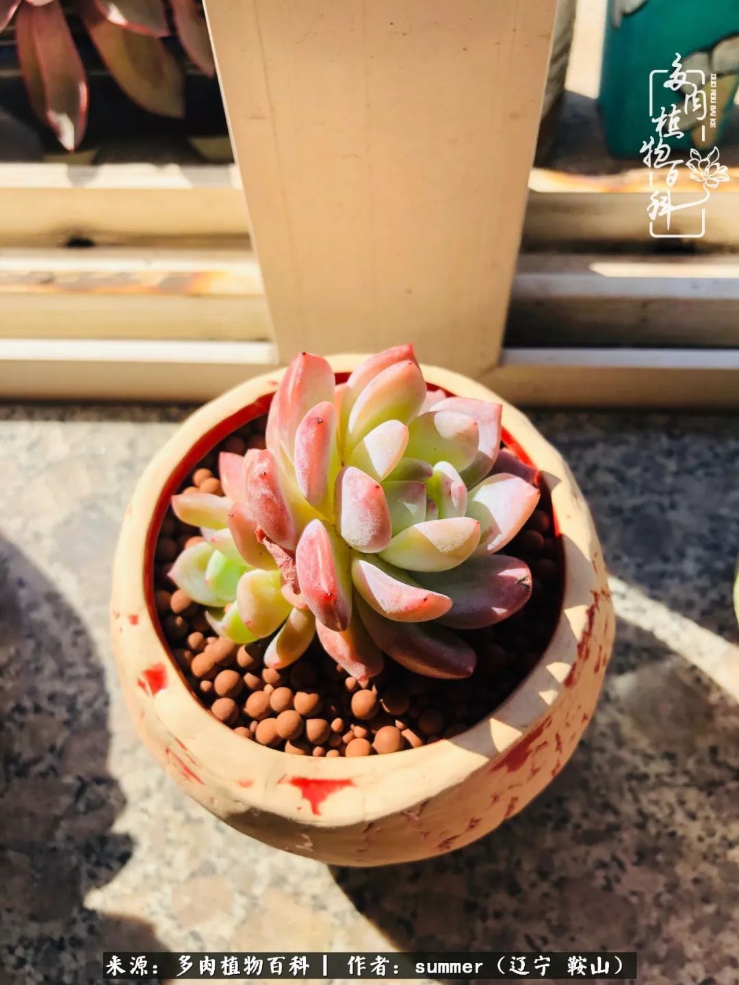 活着即是王道!我和我大东北的多肉们!