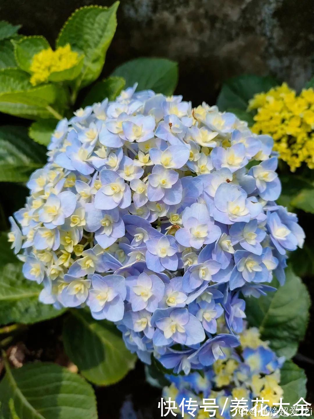 杜鹃|10种花最怕晒，搬进屋里养，不然要死光