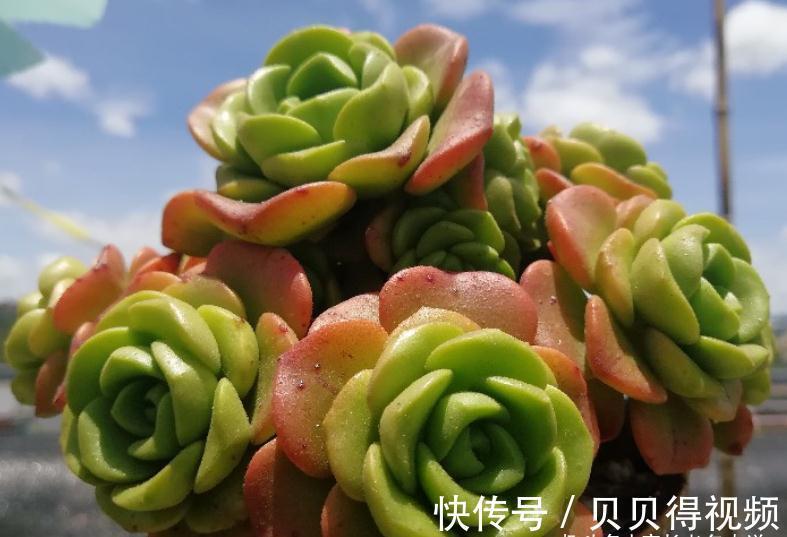 入冬虽冷,但法师多肉还可以生长,不过要注意有一道养护的分水岭