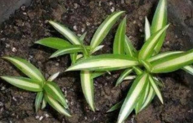 成活率|夏天这8种花,很好扦插,生根成活率高,不用再买