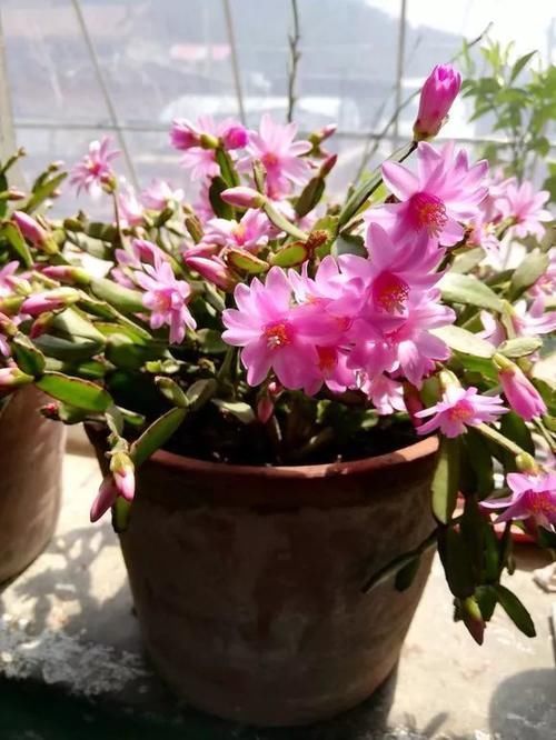 仙人掌科|养了5年的蟹爪兰,原来是个“假货”,看看你家的是什么?