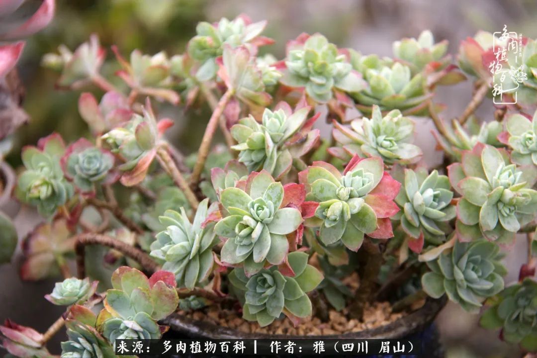 养多肉六年,从痴迷到佛系,世事漫随流水,唯有喜爱永恒!