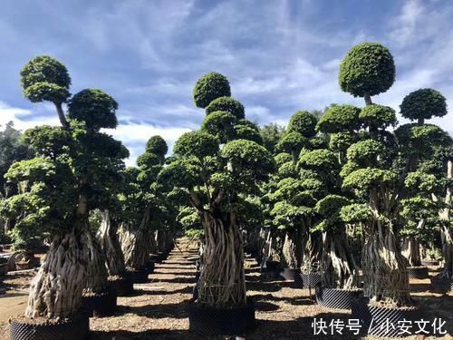 可以摆阳台的“镇宅树”,1盆价值“1万”,养8年像盆景,值钱