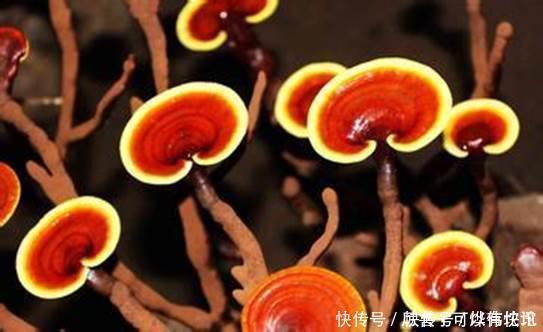 彭康|被医生拉入黑名单的“失眠”零食，比酒精还伤神，失眠的人要谨记