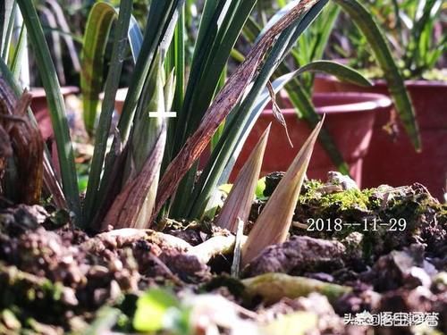 柳树皮、松树皮，所有盆栽花卉能使用吗？