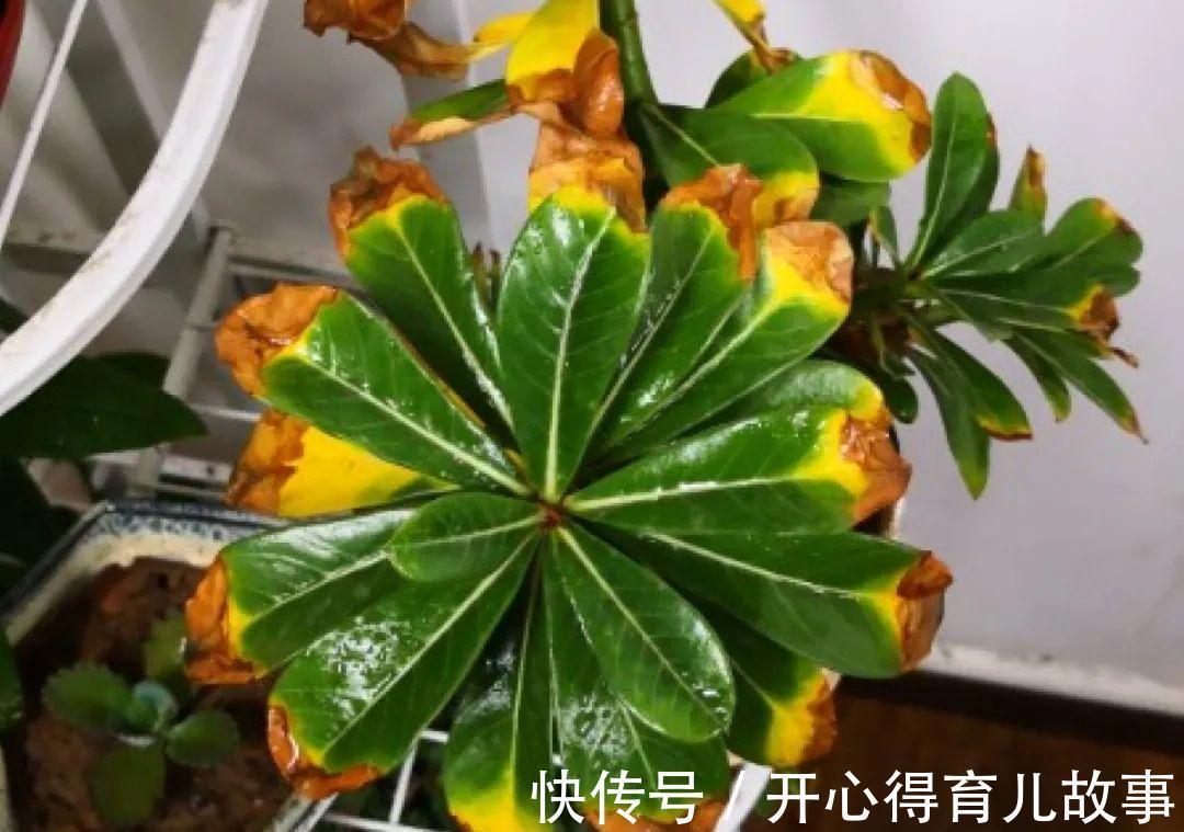 10种花，一降温就黄叶，赶紧换个地方养