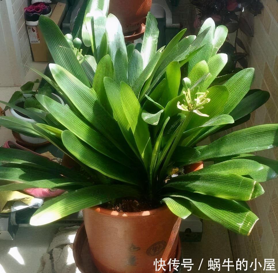 美美哒|夏天的君子兰,懒养才行,做到3个少,叶厚实油绿年年能开花