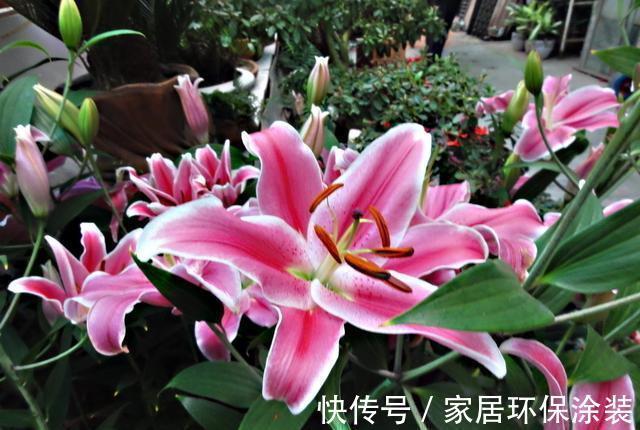 夏天|7种漂亮花，自带“体香”，阳台养一盆，家里就像喷香水