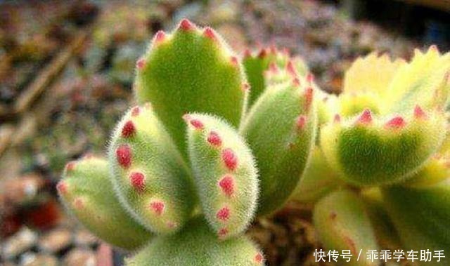 超萌的多肉植物,有的竟然长出了兔耳朵!_星图看多肉!