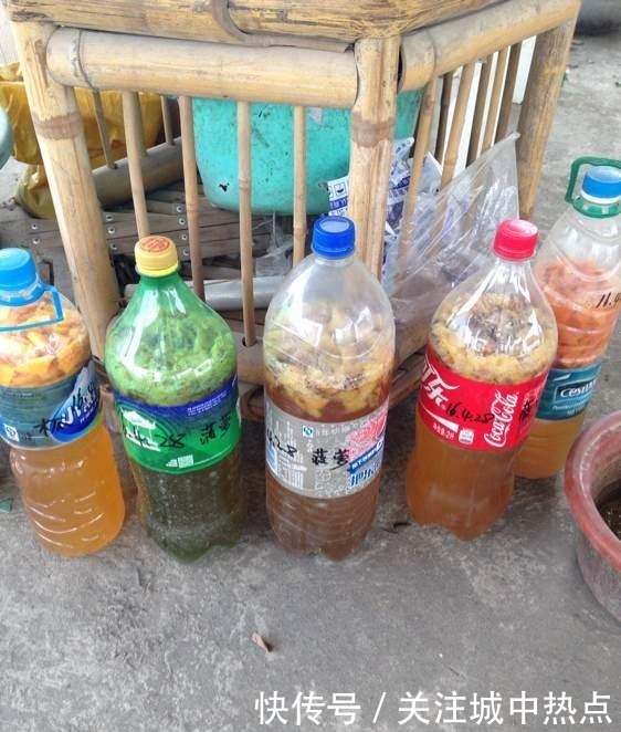 橘子皮晒一晒,养花用地上,有3大好处,解决一切养花难题!