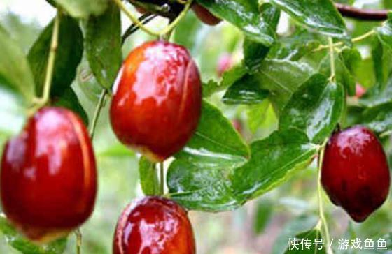 有啥|一天三颗枣,医生不来找!天天吃“枣”,到底对身体有啥好?