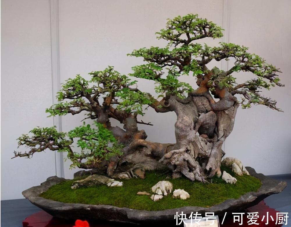 这三种植株盆栽,一般人不敢碰,老手才敢养,养得越久就越值钱