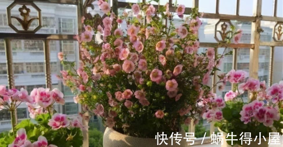 少女感|此花充满“少女感”,居家盆栽,爆盆易,四季开花不止