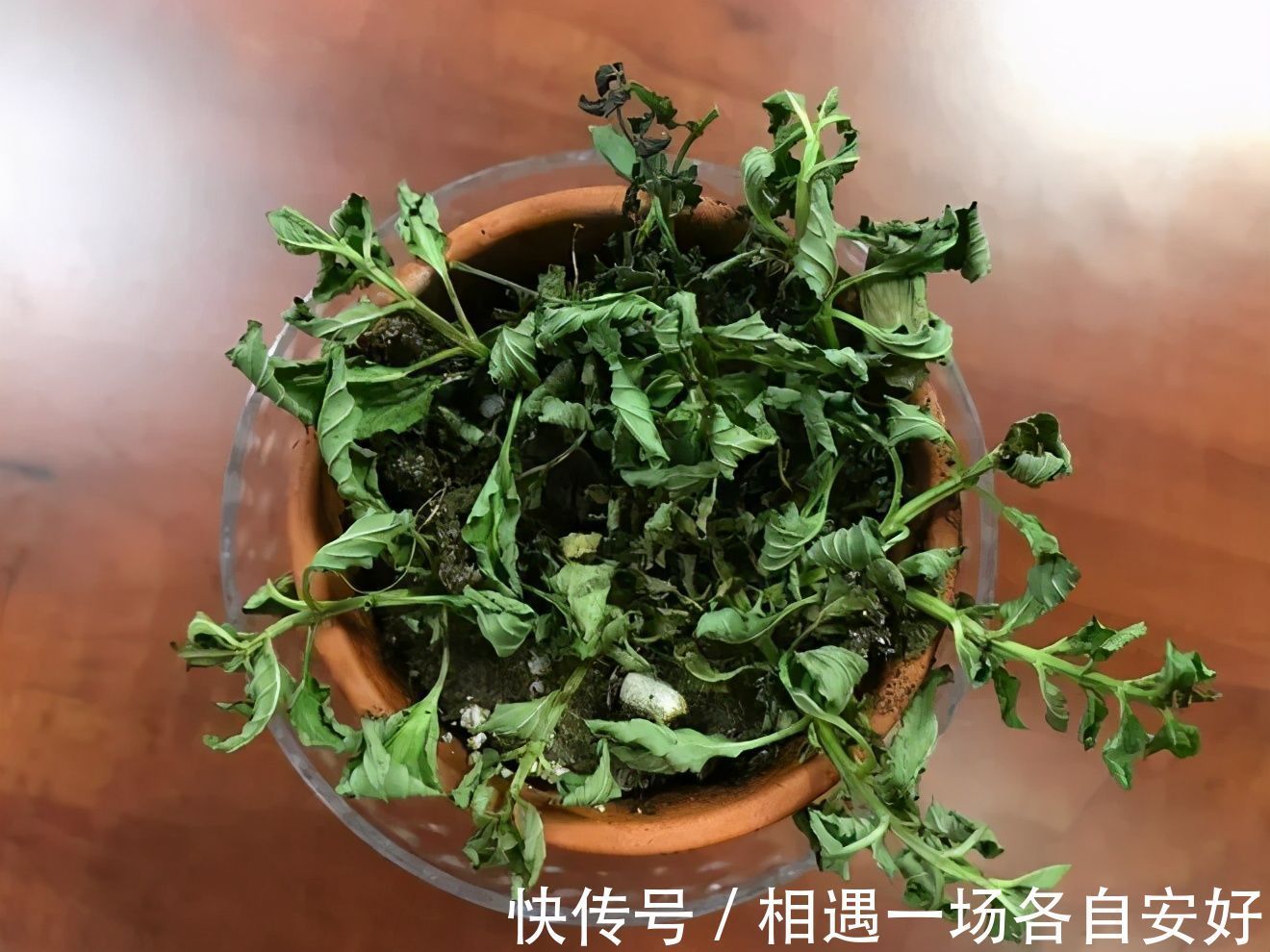 菜园土|养花学会一招浇水方法，摆脱养花新手的称号，家里的花都变好养了