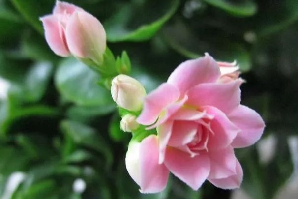 细数花期超长的六种花卉，养护好就比“往年”开花多得多，美醉了