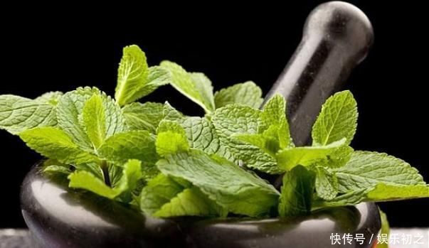 阳台种上“4种菜”,长得快结果多,吃了一茬又一茬,懒人必选