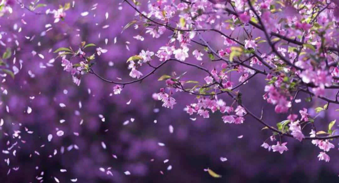 春深|清初大诗人施闰章一首《山行》,同样写得很美,山野春景如诗如画