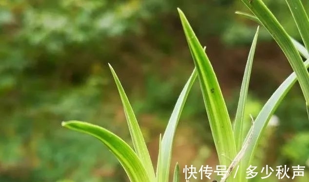 兰花夏天多久浇一次水?这样的植料,10天不浇也没问题