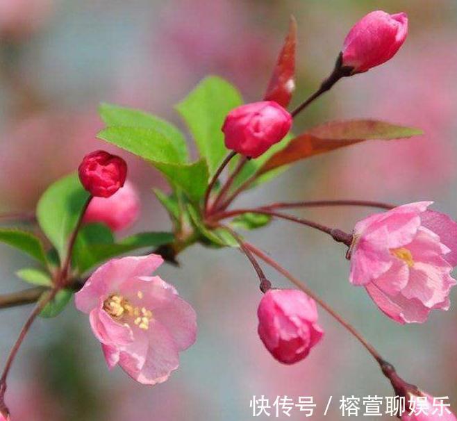 养海棠,这“3种”就得室内养,花苞绕枝上百朵,开成“大花帘”