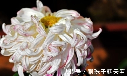 七律#吟菊七律九首:红尘何寄相思语,一缕幽香几度情