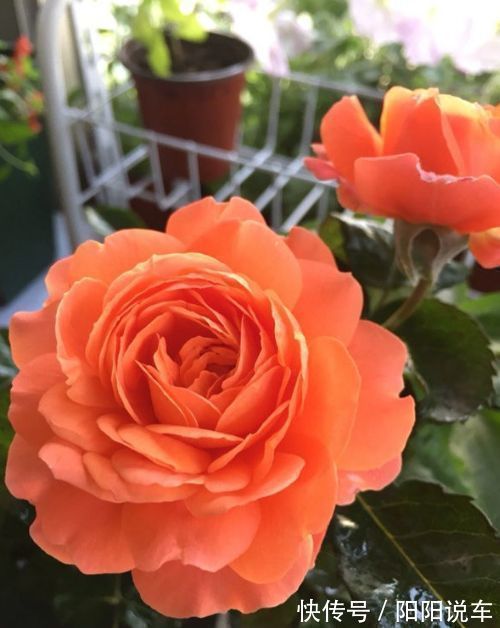 土星王|“珍品月季”土星王阳台,丰腴婀娜,美丽怡人,堪称是养花首选