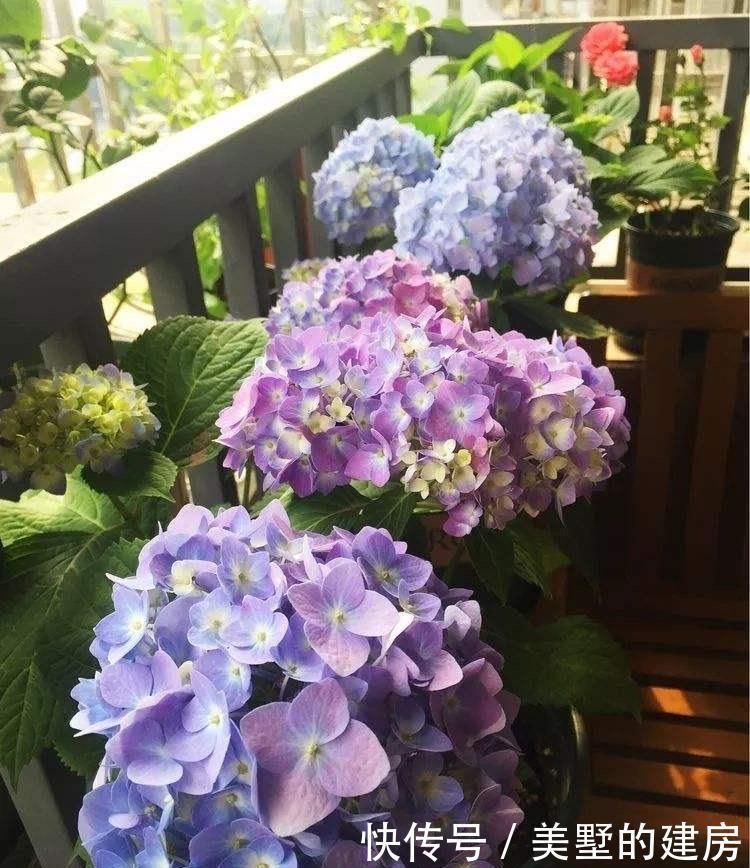 长势|冬季的绣球花,有一步不能做,开春长势更好,花球大,花更多