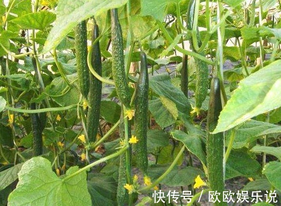 分解酶|黄瓜和此物是天生的“克星”,不能一起食用,早知早受益