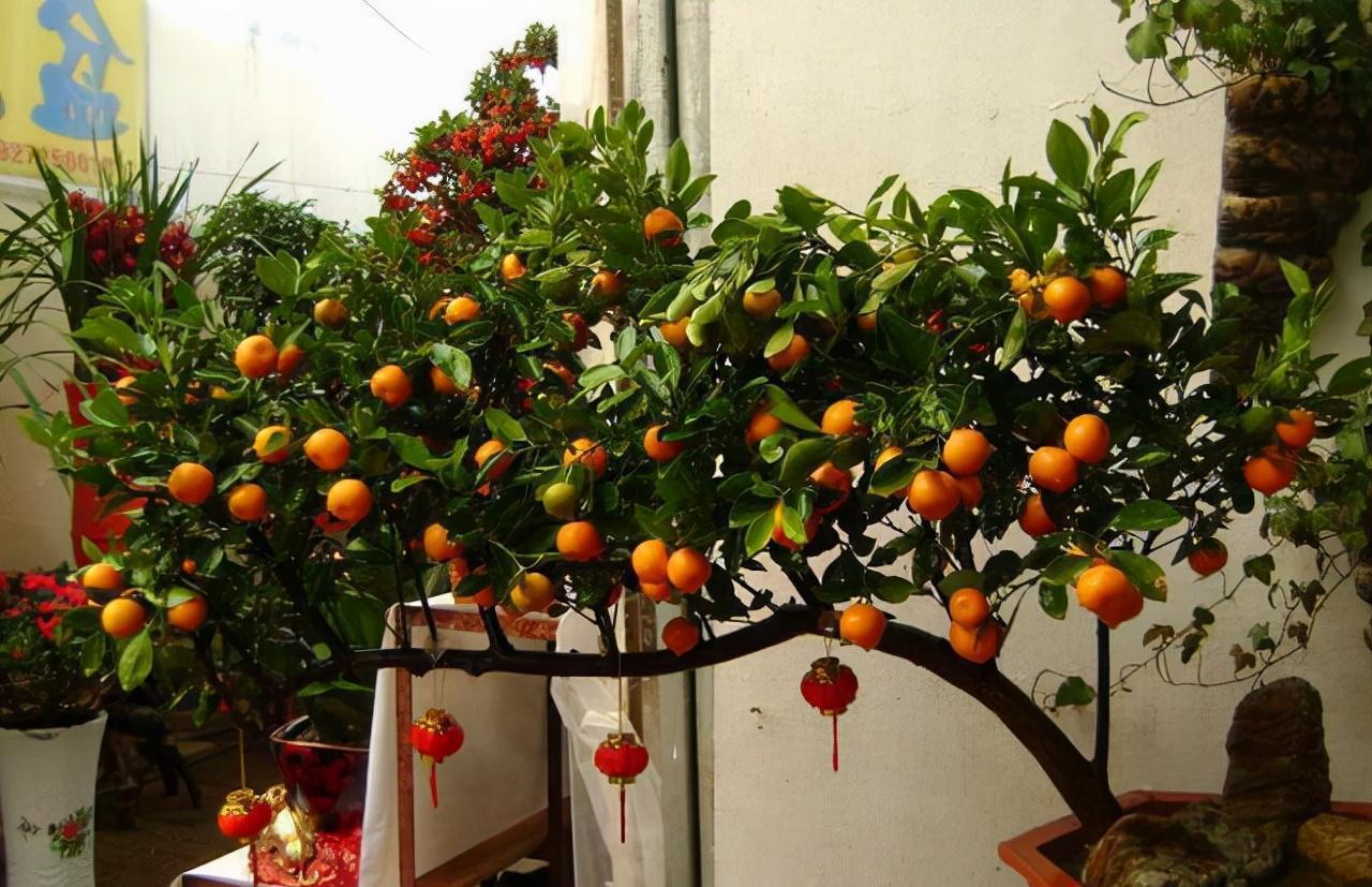 “年味十足”的11种花,颜值高寓意好,想买要趁早,晚了会涨价