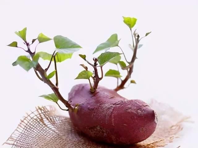 发芽的生姜、洋葱、花生……到底哪些有毒?记牢啦!