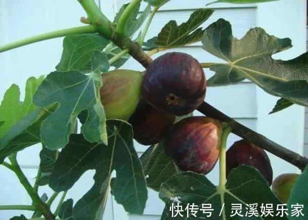 无花果|盆栽无花果“这样养”，一片叶子10个果，不掉果，个个大又甜