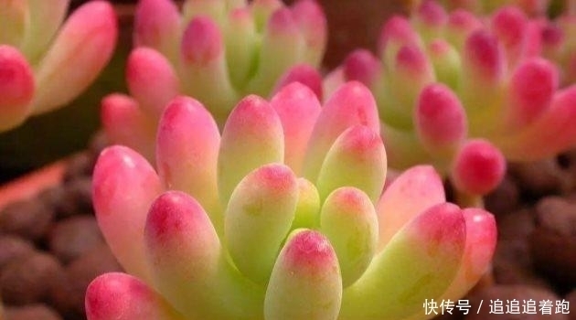 多肉植物夏天要断水处理不好,小心多肉集体阵亡