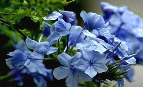 4种花,自带福气好养活,日子红火财运滚滚,好看好养寓意好