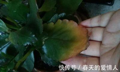 长寿花人人爱养,养护过程中,最容易生虫,该怎么“摆脱”