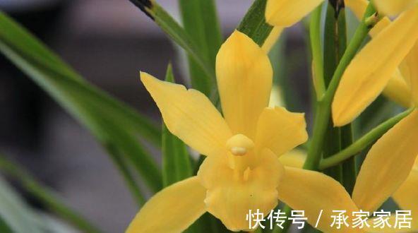 花海|农历7月12号起,最适合养这些花,阳台开成花海,开花勤还爱爆盆