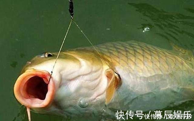 概率|钓鱼时到底该不该露钩别争论了,实践才能出真知