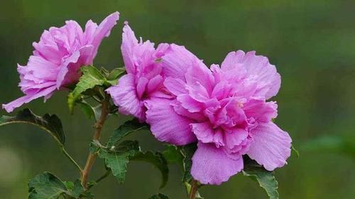 木槿花|木槿花,颜色鲜艳、繁花似锦这样养护,年年花开开满园