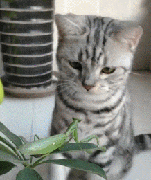 |搞笑GIF：让你们见识见识什么才叫真正的速度