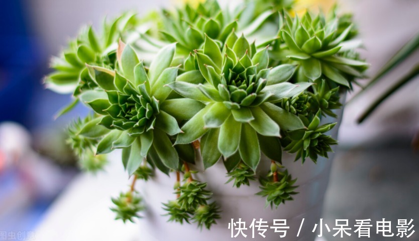 多肉植物观音莲，下崽都是一圈又一圈的，夏季盆栽需谨记3点