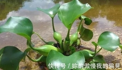 作为观赏植物引入的水葫芦，一度泛滥成灾，现在为何变得少见了？