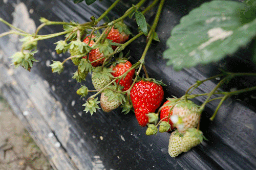  期盼|布克·私议de节气——大雪。你期盼下雪吗？