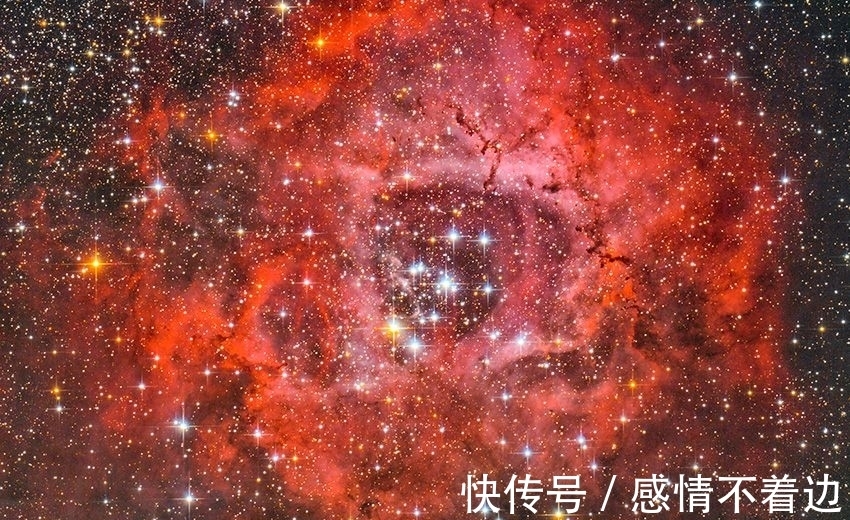 梅花鹿&麒麟真的存在吗?那张麒麟照片又是怎么回事?