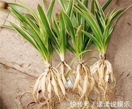生根|秋天养花,用到2种“生根剂”,花卉长出“胡须根”,一学就会
