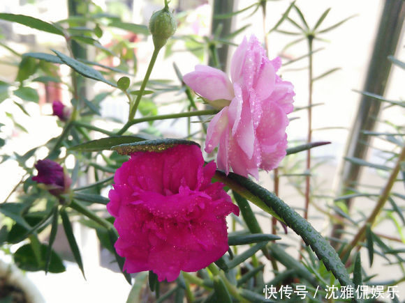 有机肥|月季花苞越来越小趁着天热“剪几刀”,再次开花又大又密