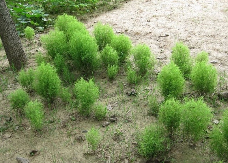 湿热|一个换皮神方,8味药煎水洗一洗,就能搞定湿热导致的多种皮肤病