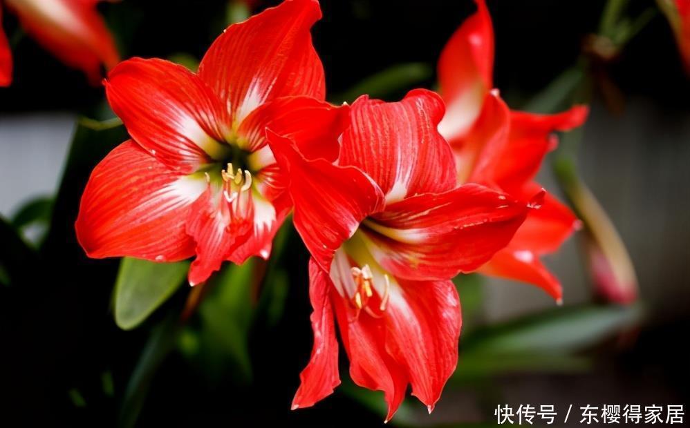 徒长|朱顶红没有光照能开花吗?缺光会发生什么不良反应?