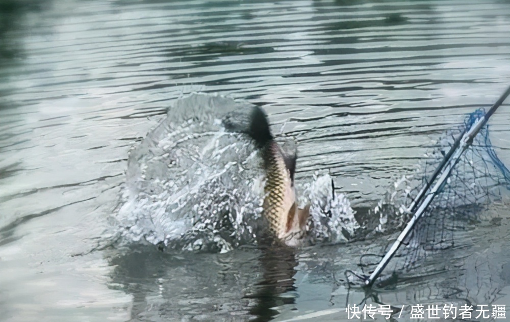 提竿上鱼时最容易出错的几点,上钩的鱼也会跑掉!——盛世三渔